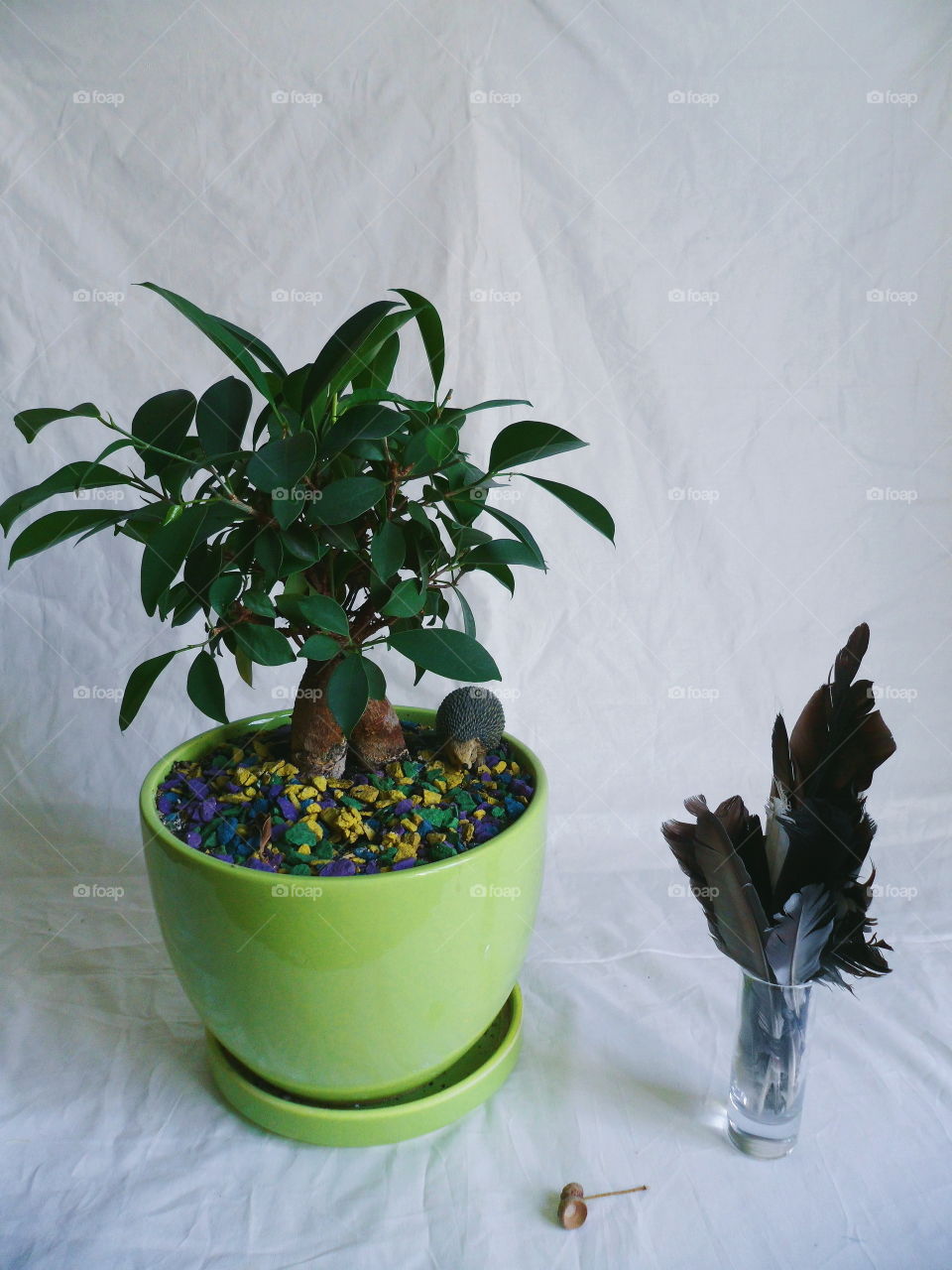 ficus plant brings joy