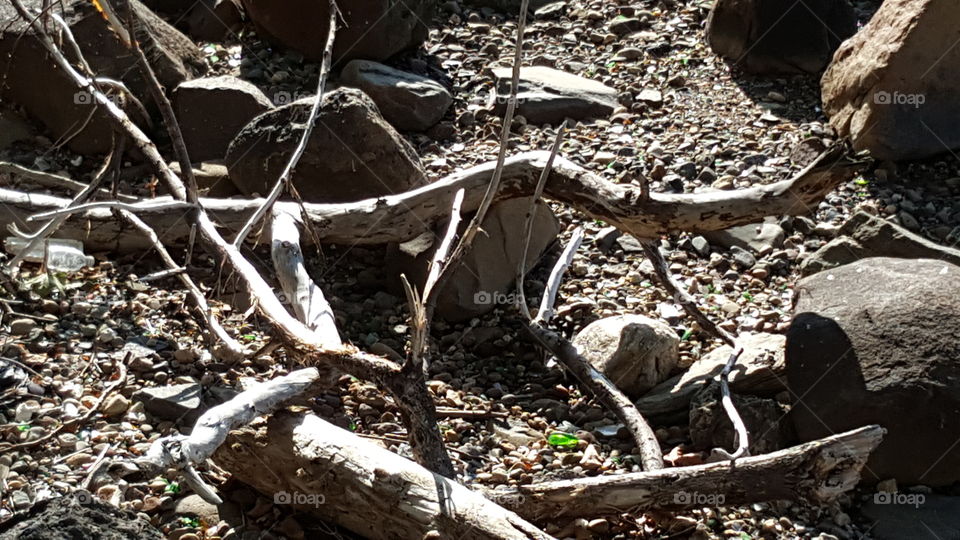 drift wood