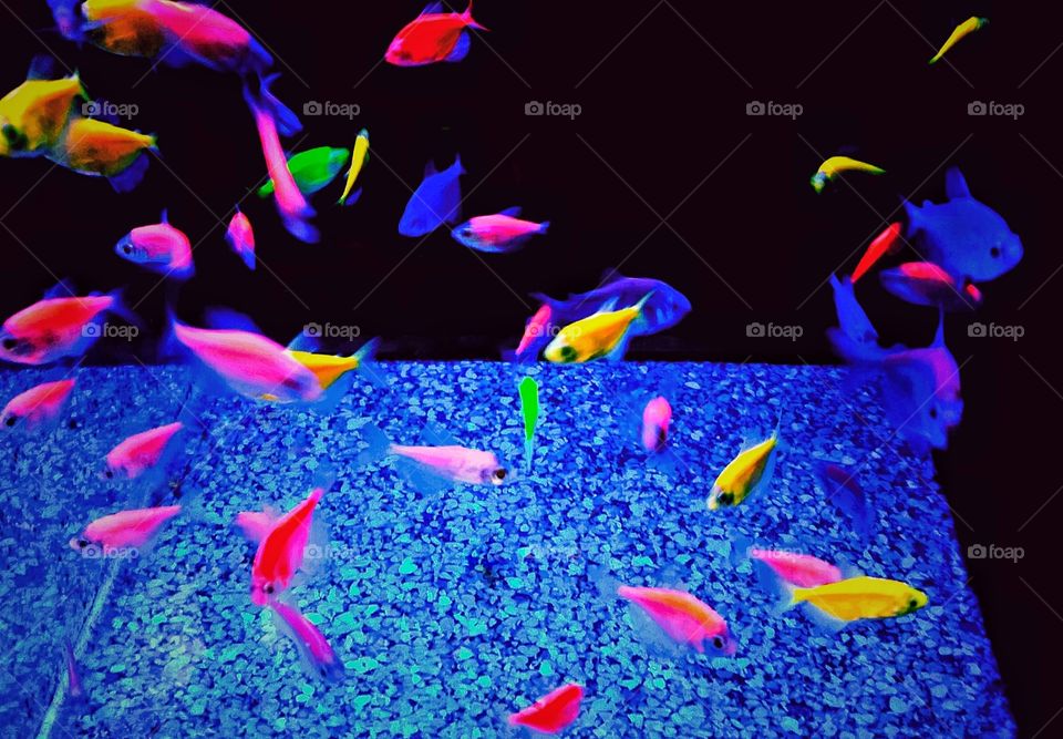 Neon colored fish swimming in a tank under a florescent light clash of color