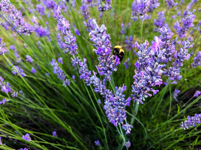 Bumblebee on lavender bush