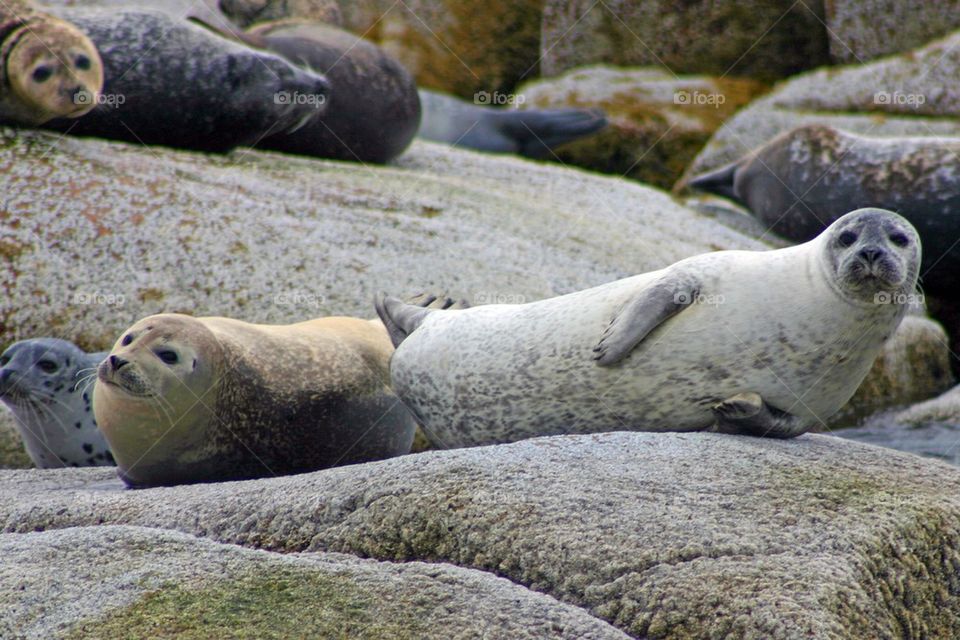 Harbor seals on the Maine coast