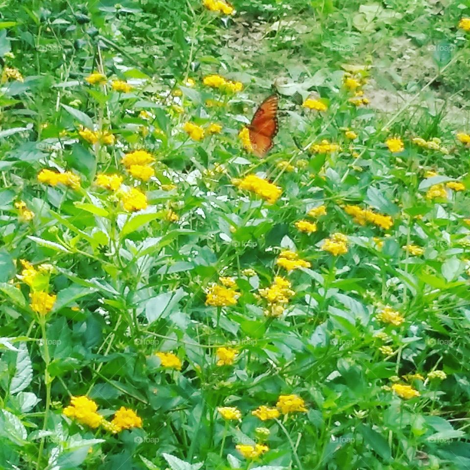 beautiful yellow lantana's with magnificent butterfly