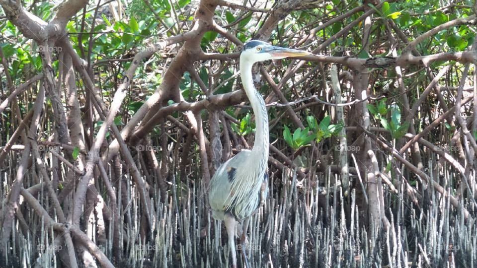 The Bird in the Mangrove