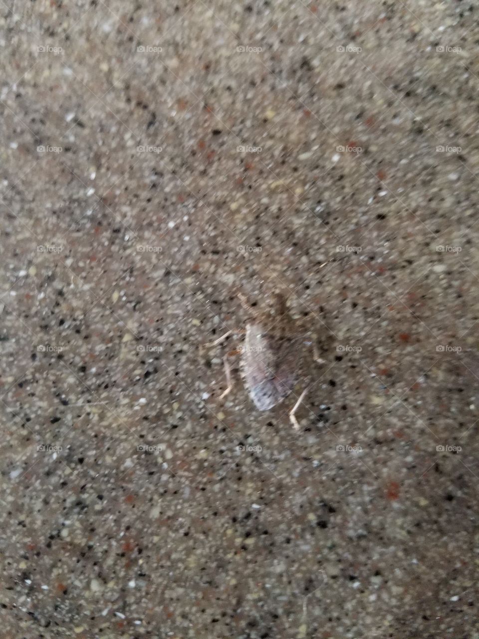 bug camouflaged on counter