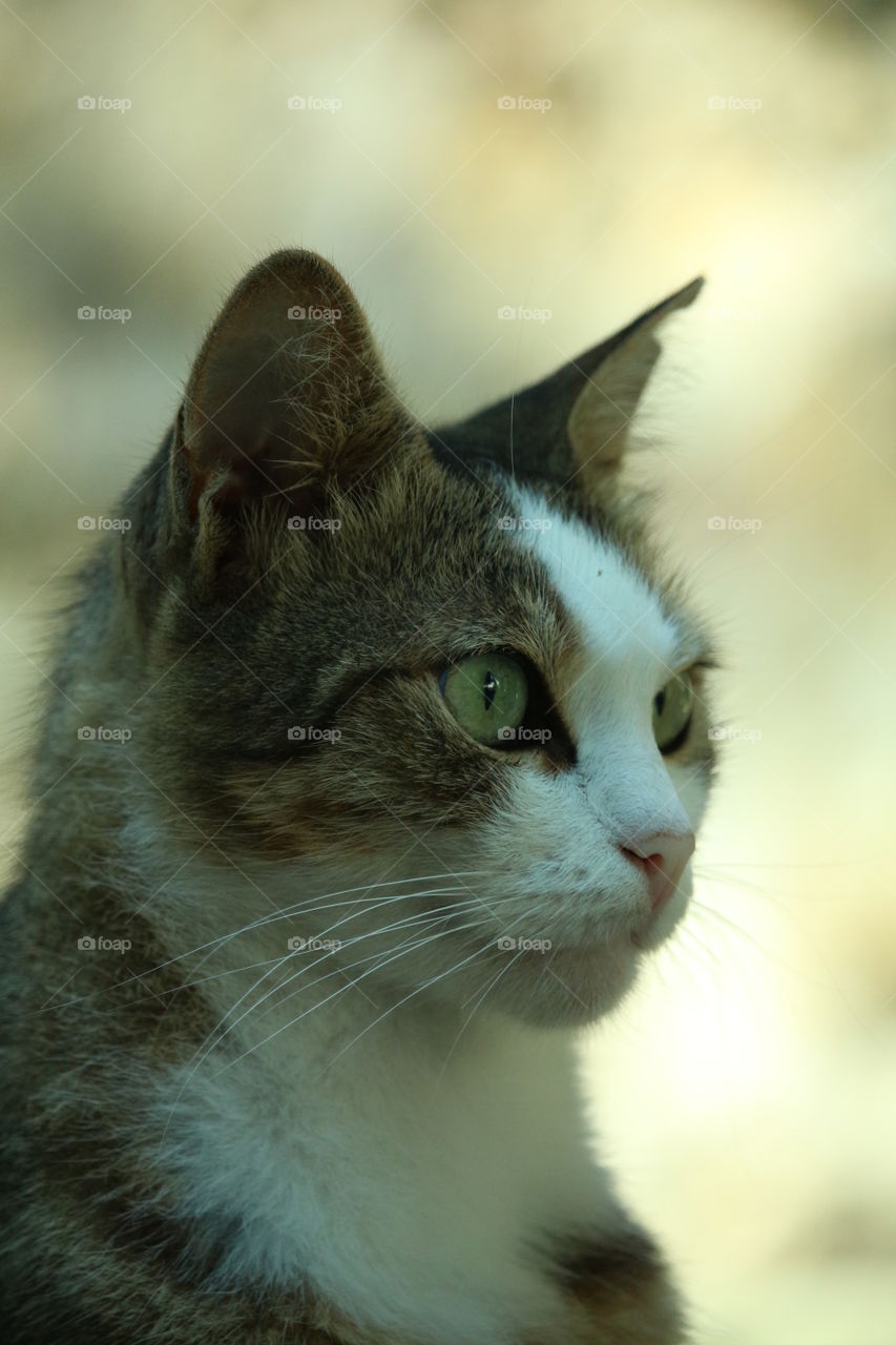 beautiful cat. Grey cat With green eyes