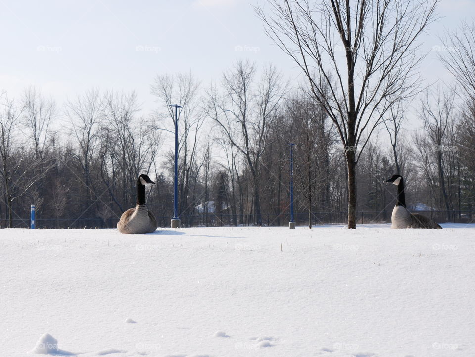 A Canadian goose enjoying the sunlight on a snow bank, on a chilly February morning. 