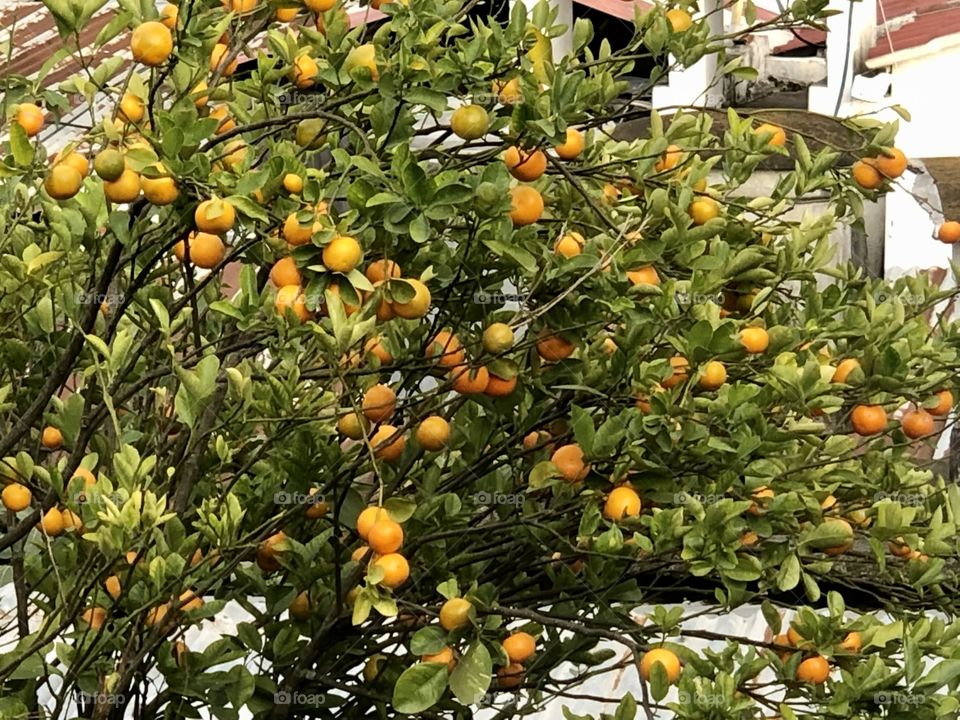 Lemon tree