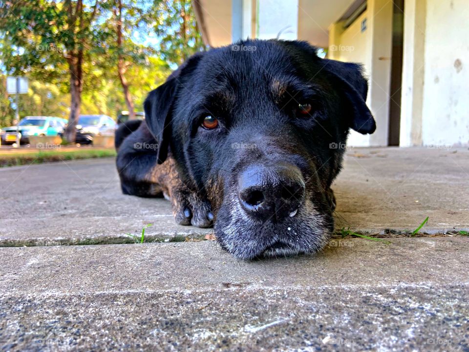 Mr buddy, the ten year old foster dog enjoying his new freedom after being in a pound for 3 years. His foster parents ended up being his new furever home.