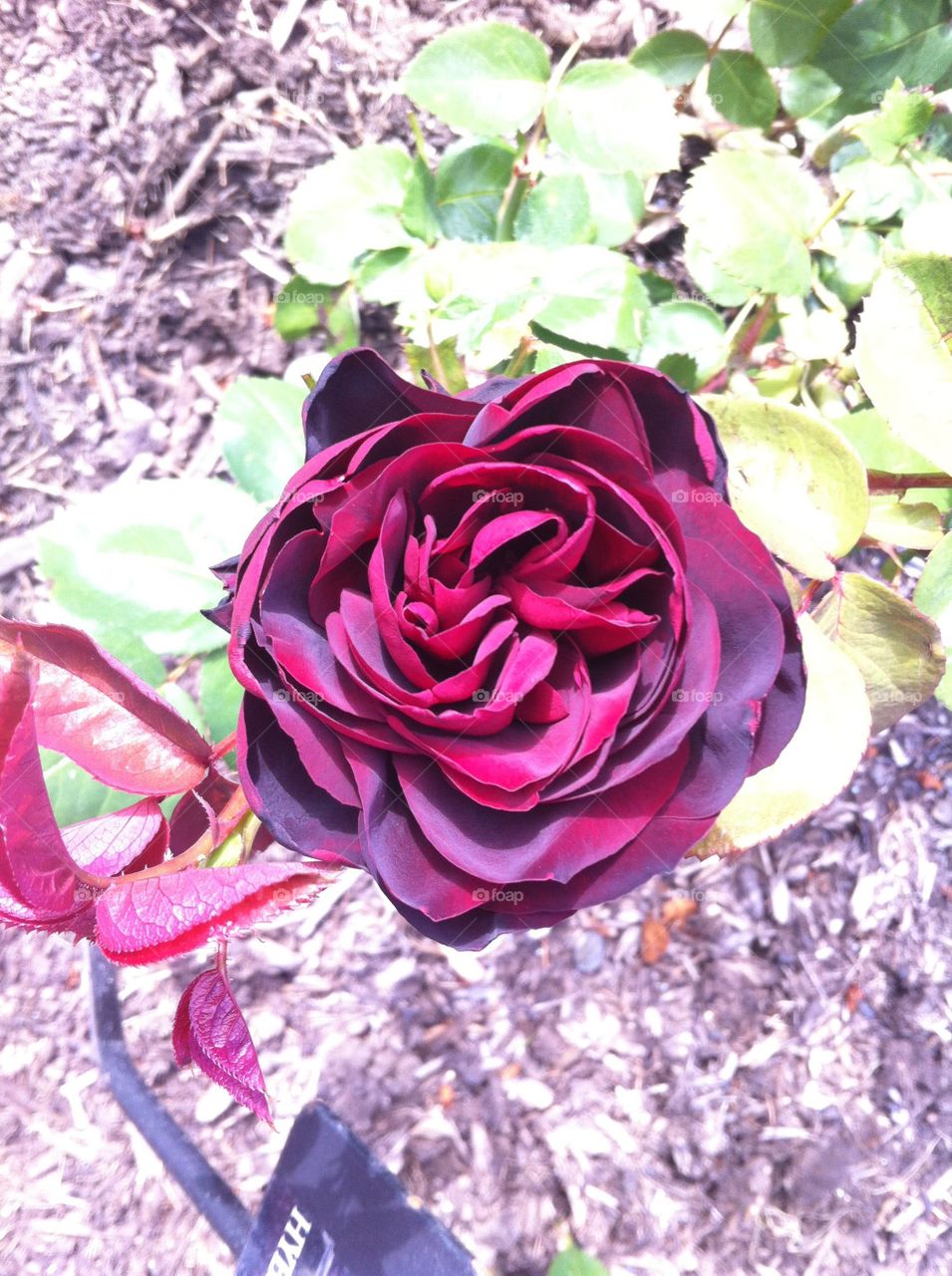 Purple rose 