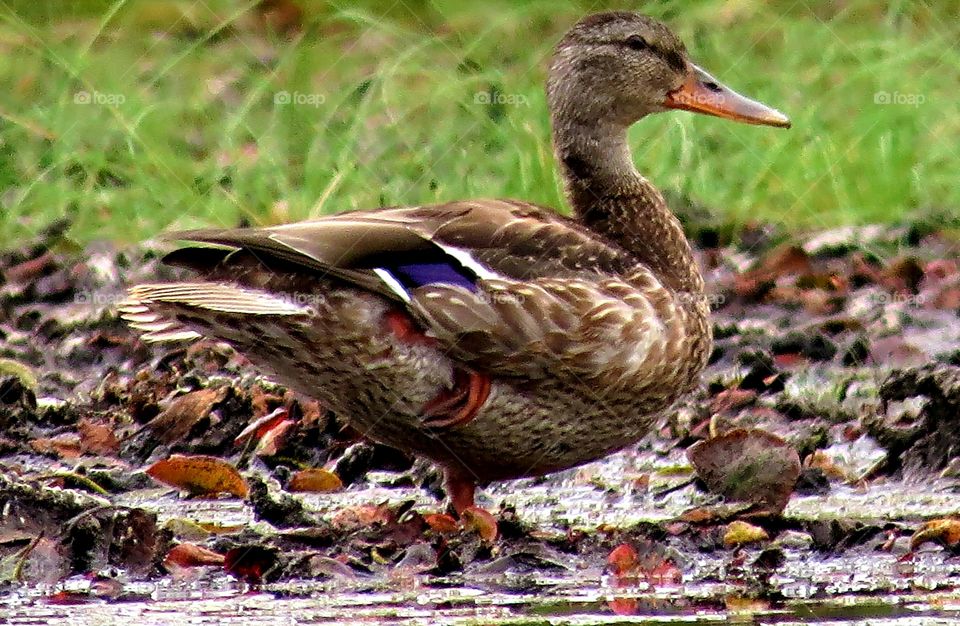 Female Mallard Duck Blends