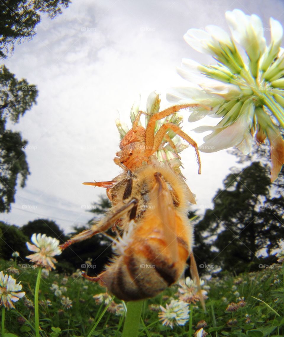 Looking up spider 