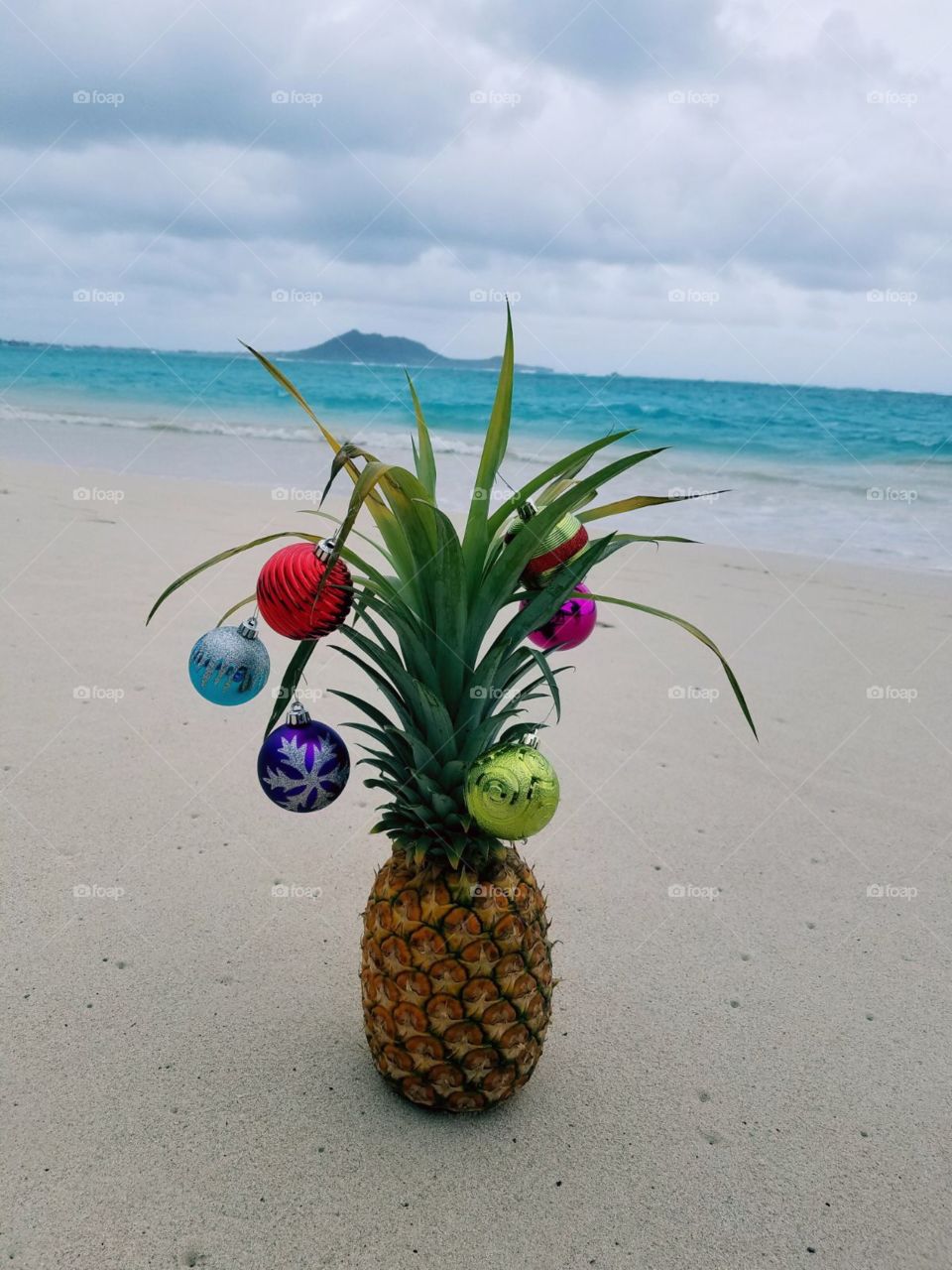 Christmas pineapple, Kailua Beach, Oahu Hawaii
