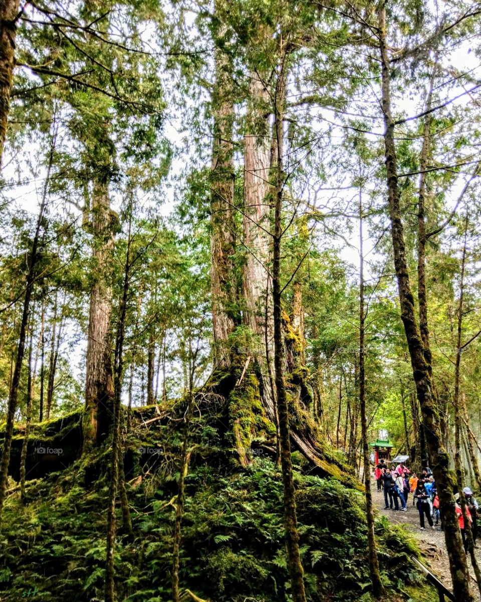 A journey walking in the old forest. that road was like our road of life, many beautiful views and sceneries in our life one by one.