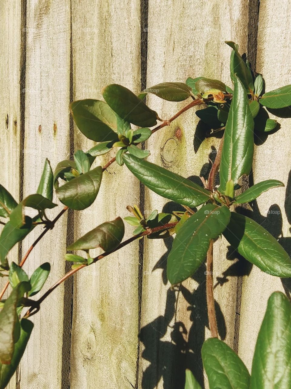 honeysuckle leaves