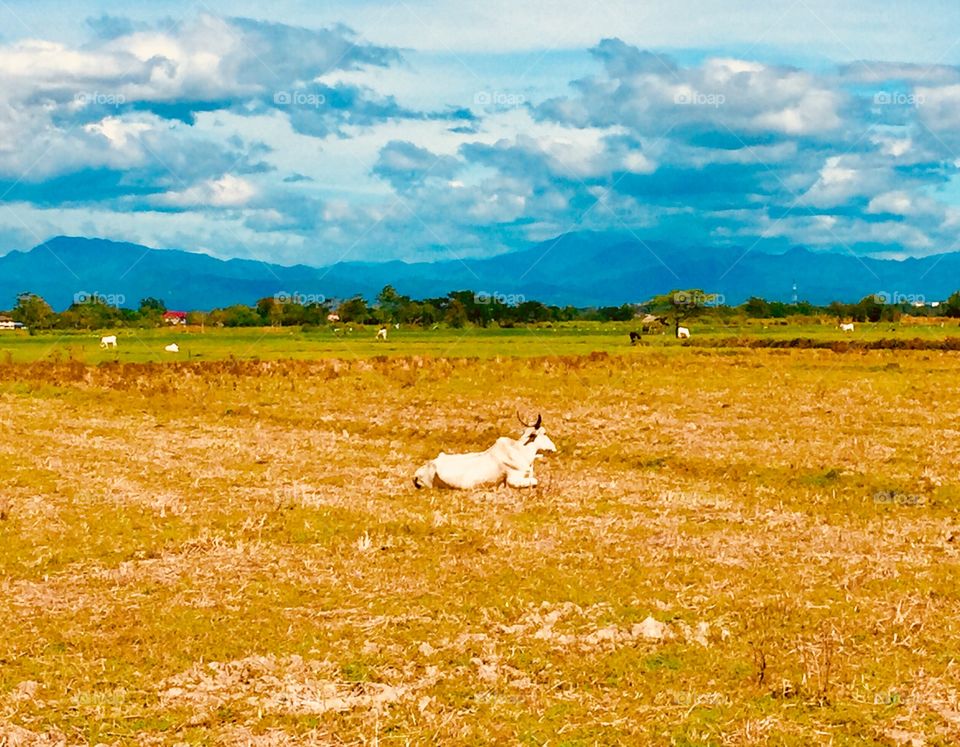 Lonely cow in field volcano background 