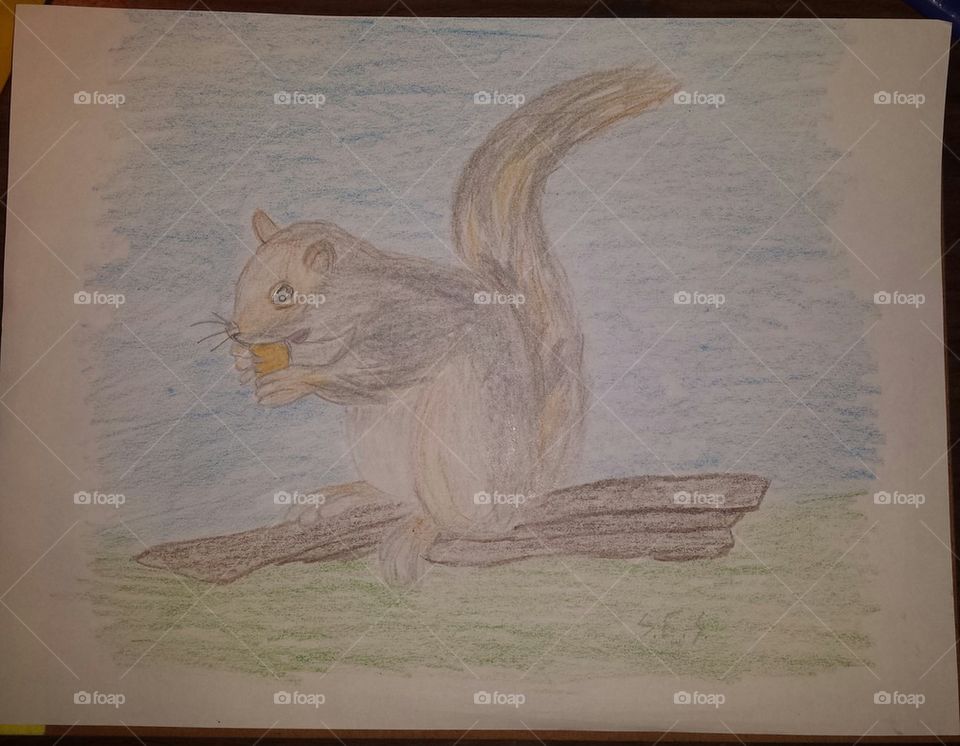 Drawing of squirrel