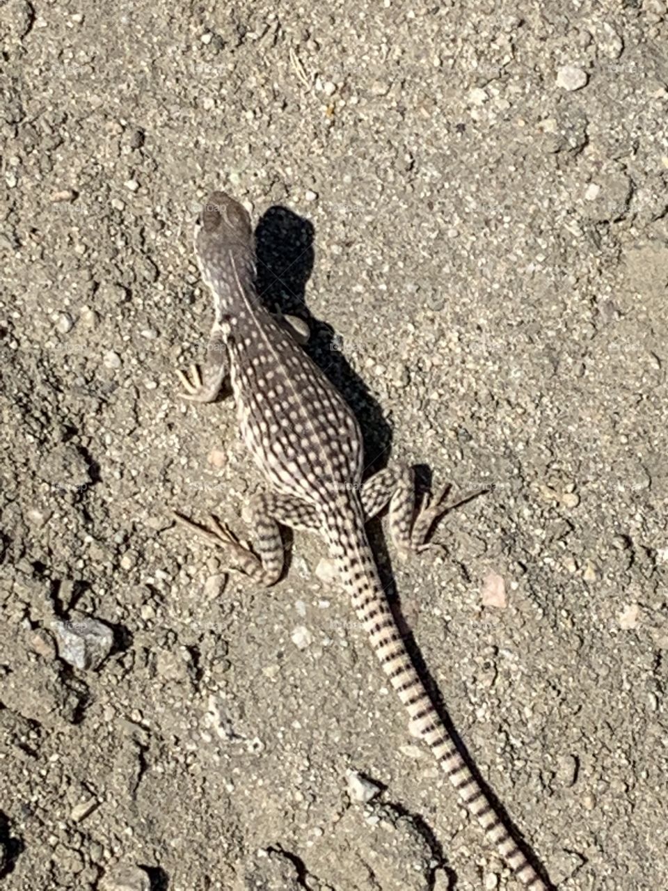 Lizard in California 