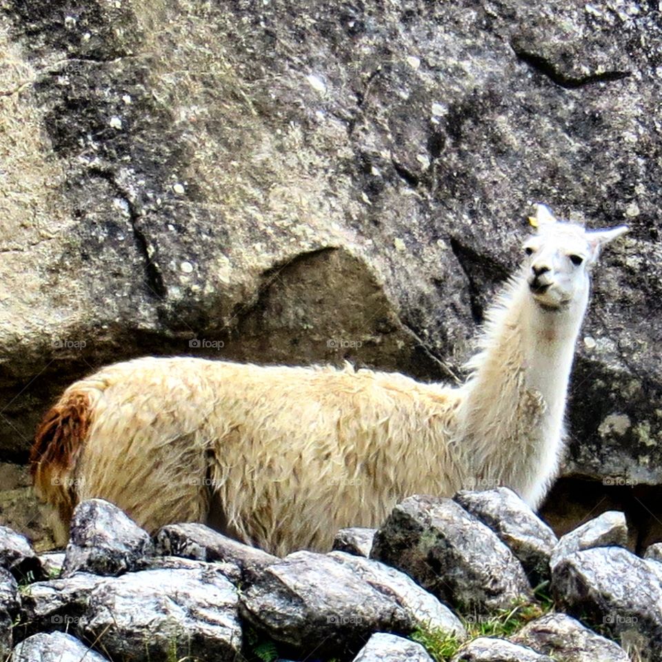 Lama