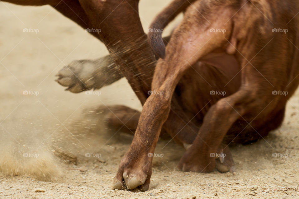 Puppy learning: "careful with the big boys".