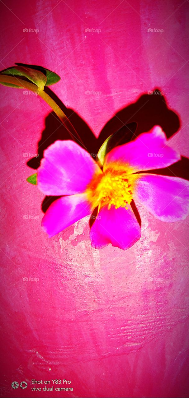 #foap #infoapartemen #foapjuly18 #foapaug18 #foapfeb18 #foapapril17 #foapers #foapjune18 #fotografoaprendiz #sfoapprentices #foaper #infoapartment #foapmission #foapmay18 #foapapr18 #foapit #infoaplikasipaytren #infoapple #foapom #foapjan19 #infoapp 