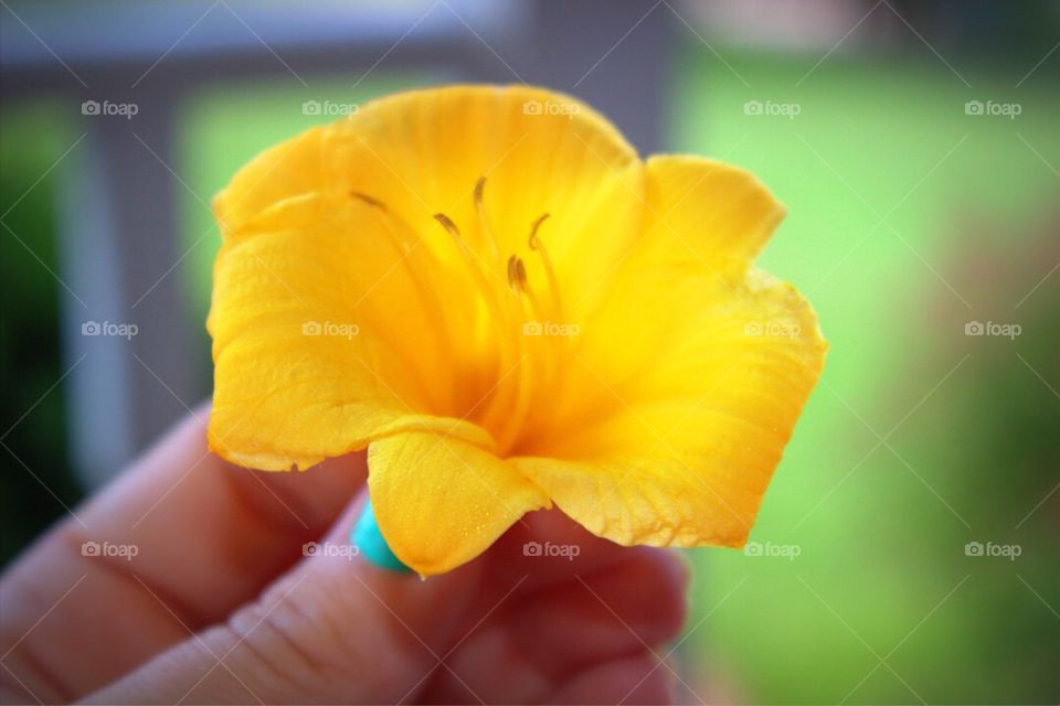 A woman's hand holding a gorgeous yellow lily. 