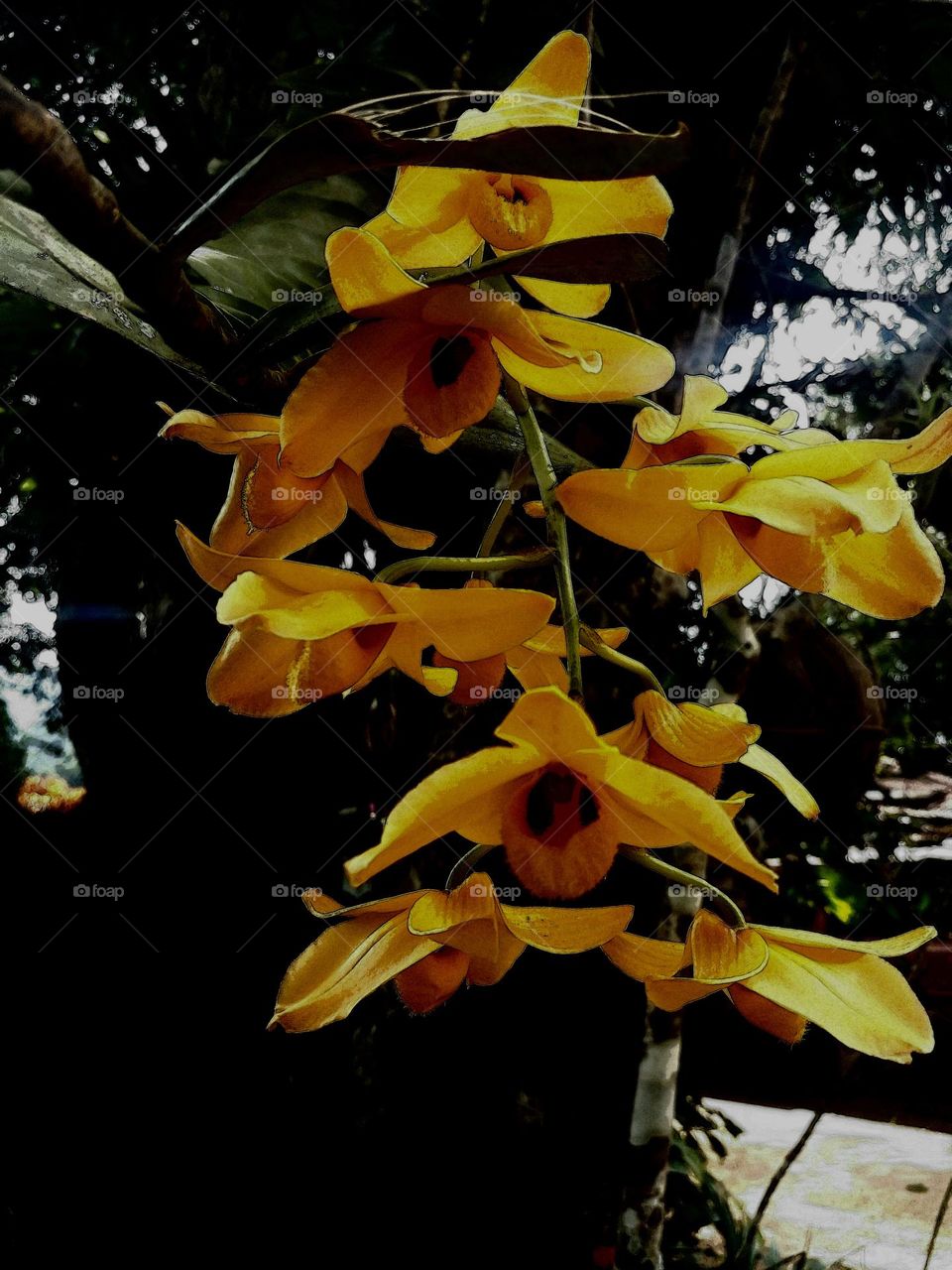 naturelove, yellow, beautiful flower, drak background,