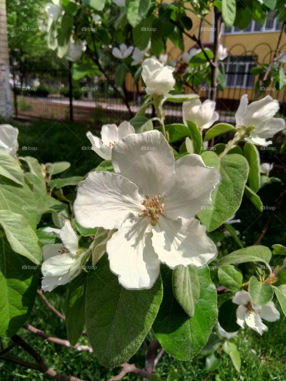 Яблоня в цвету