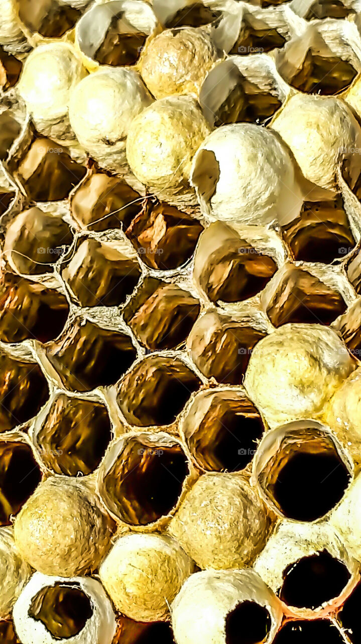 bees nest