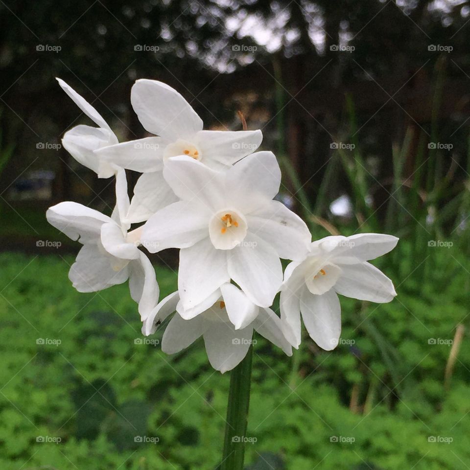 Paperwhites standing tall