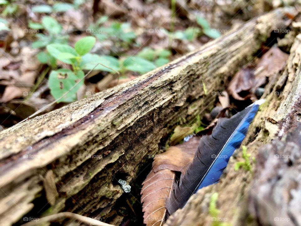 Closeup of old forest log with moss and a blue jay feather 