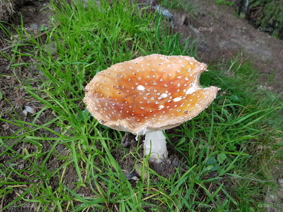 a big fly agaric in the forest