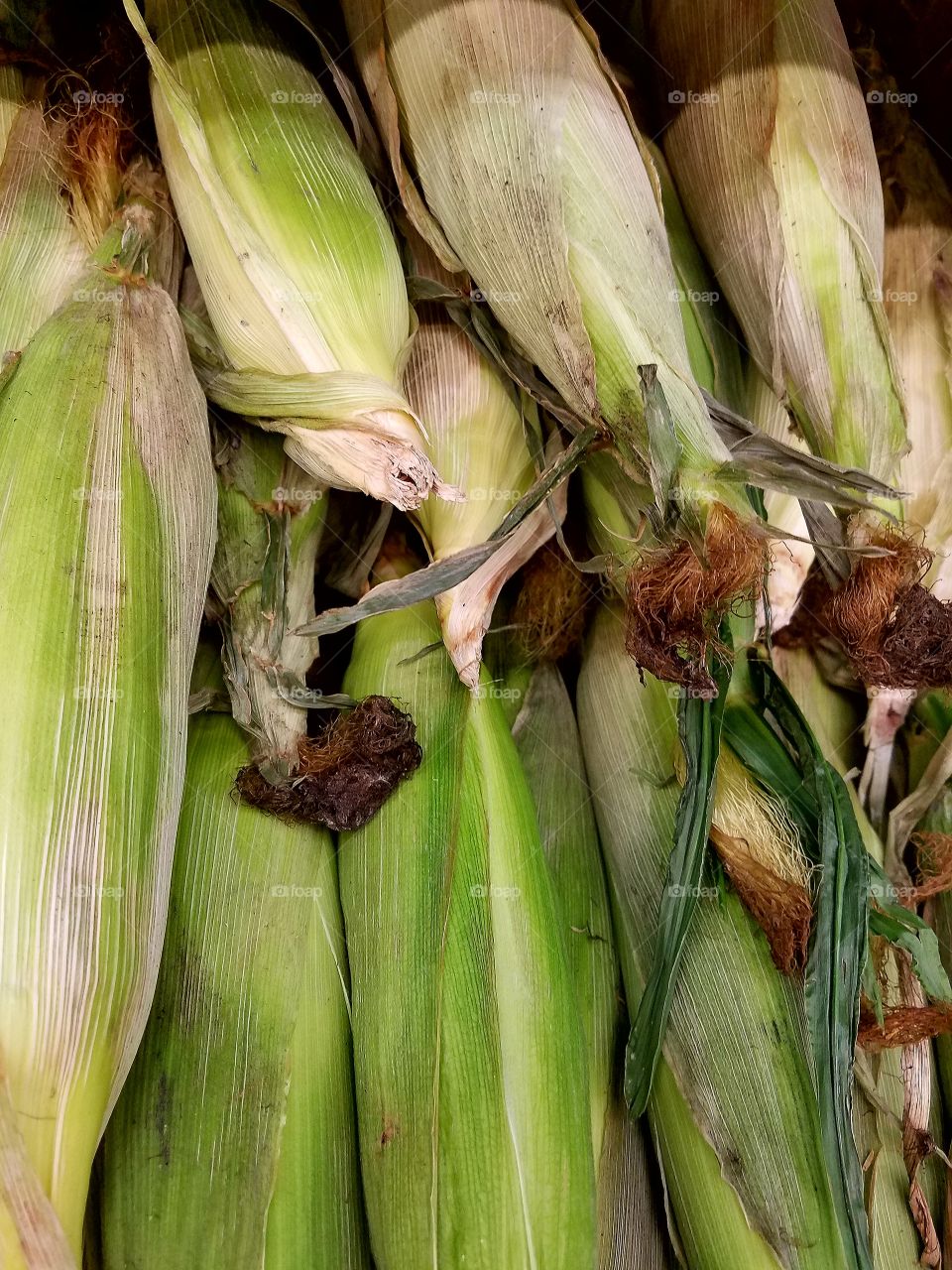 High angle view of corn