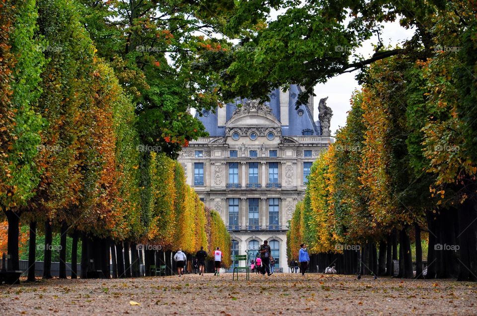 beautiful path to louvre museum