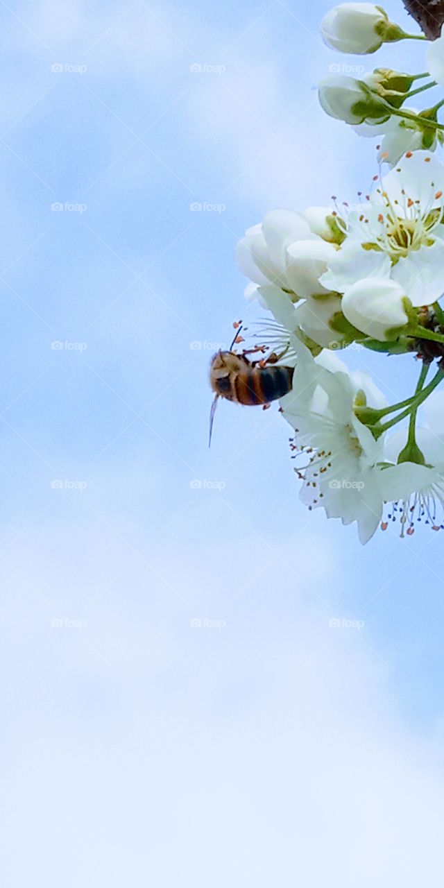 A Bee pollinating the cherry flowers under the blue skies.