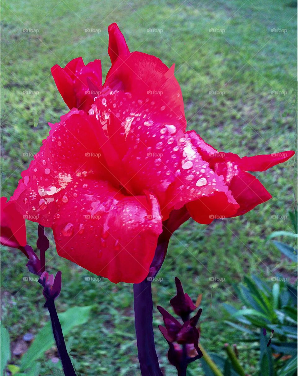 Red Lilly covered in dewdrops.