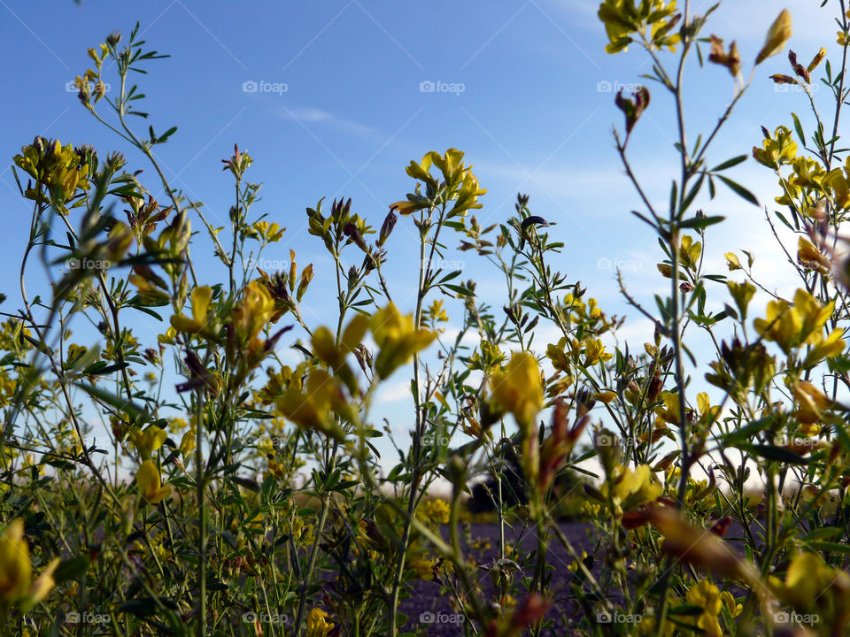 Low angle view of yellow flowers