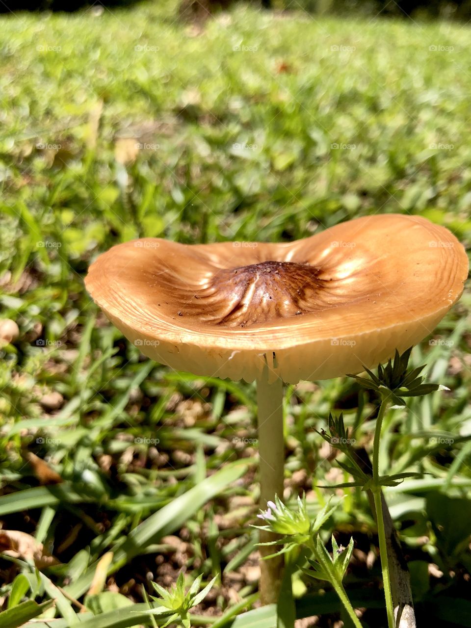 Closeup of wild mushroom 
