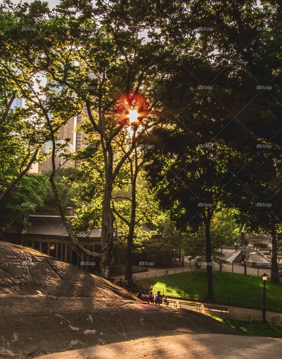 New York, Manhattan, Central Park, people, summer, sunset, trees, plants, grass, green, Park, buildings, architecture,