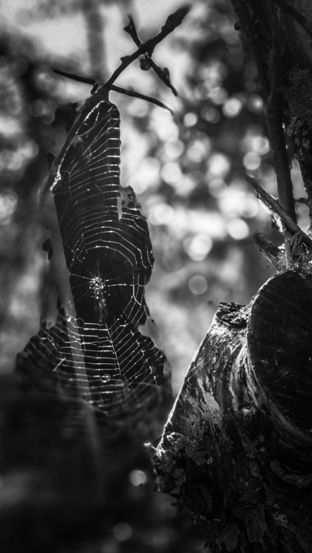photo of the week