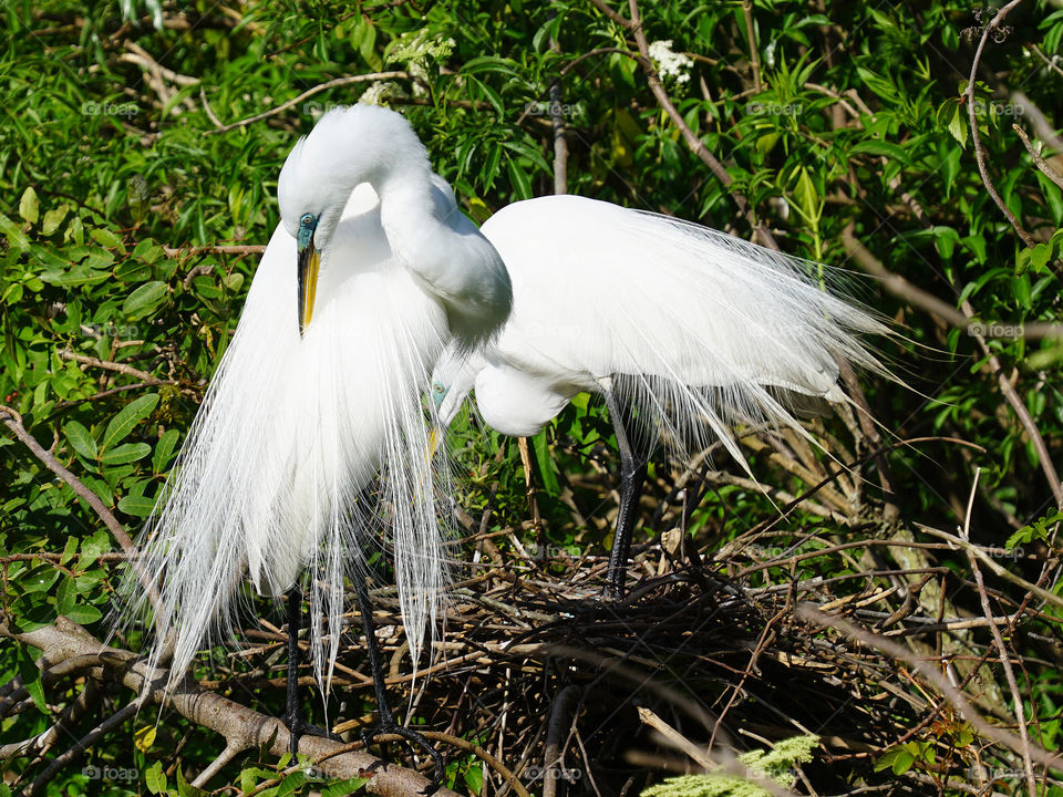 Snowy Egret preening