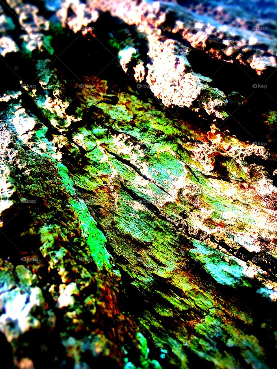 Tree bark darker