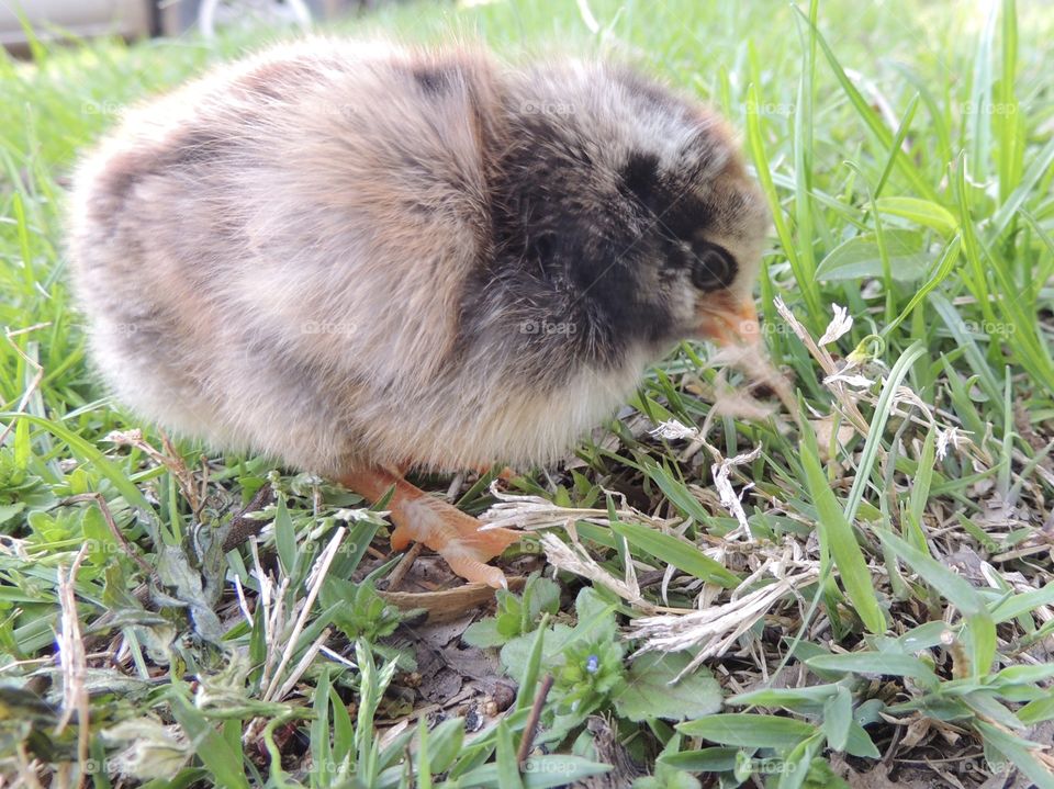 Brown and grey fluffy check pecking around outside in the grass