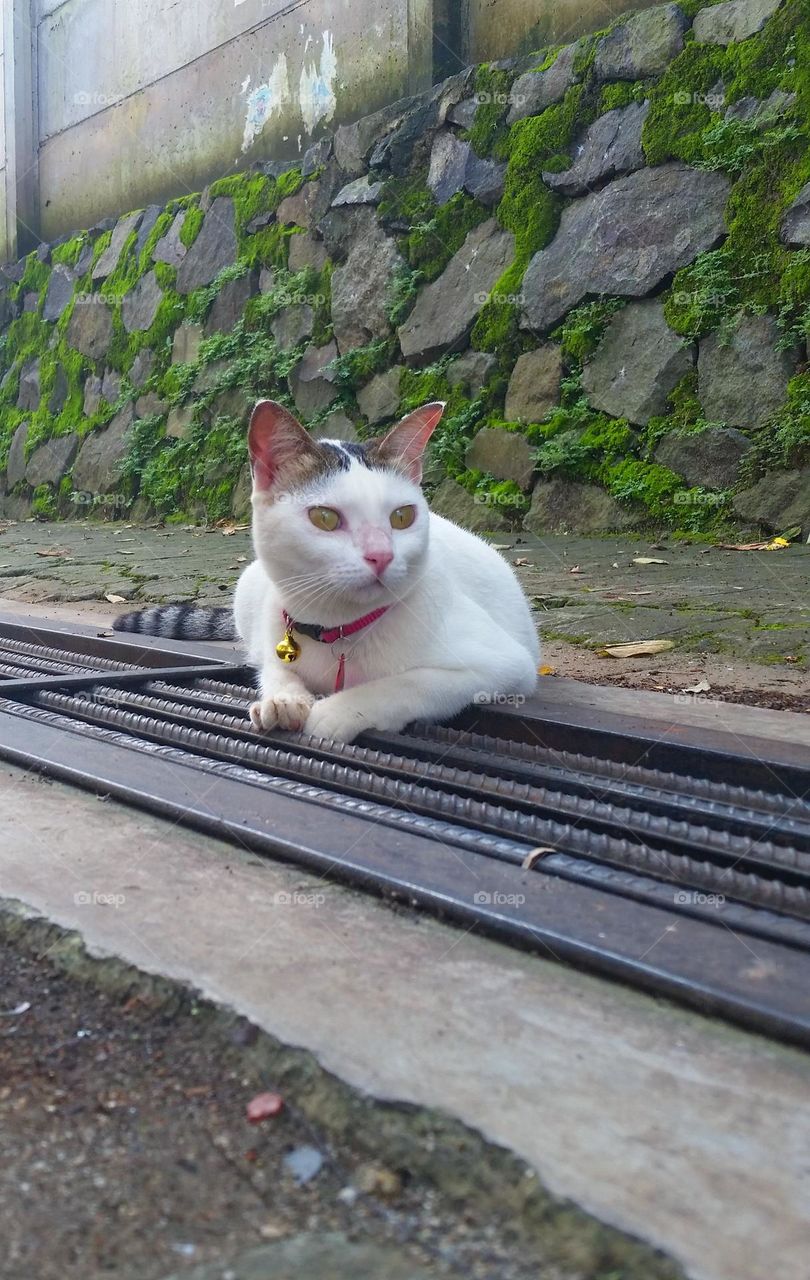Cat on a sewer...