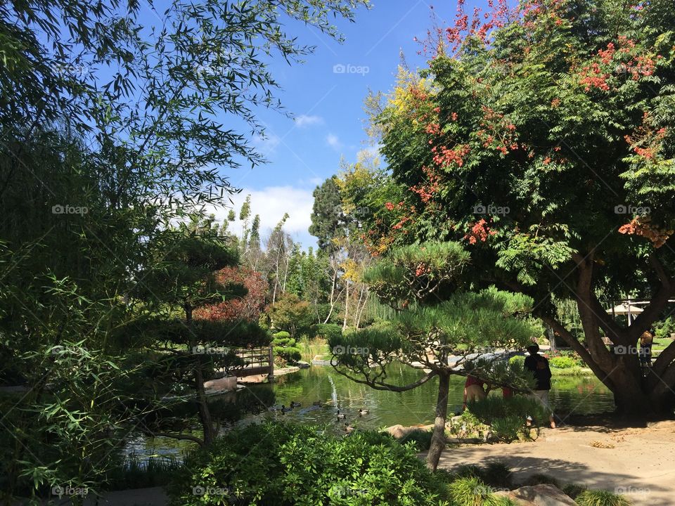 Beautiful  peaceful tranquil Japanese garden 
