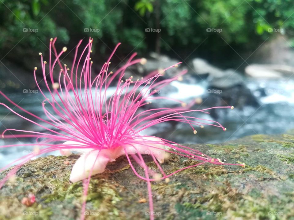 srilankan flowers ...