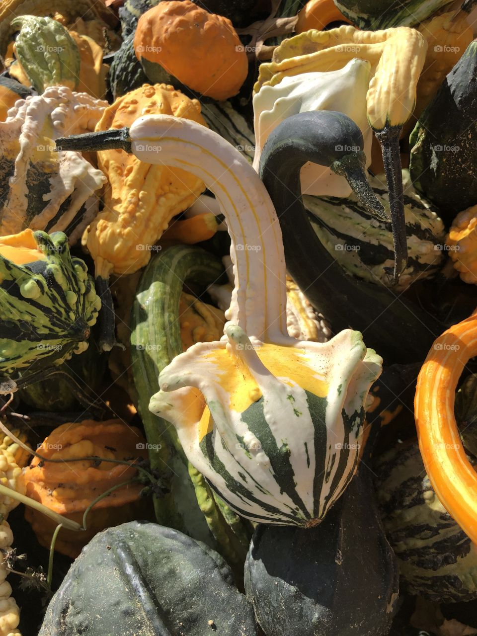 Unusual colorful gourds for autumn 