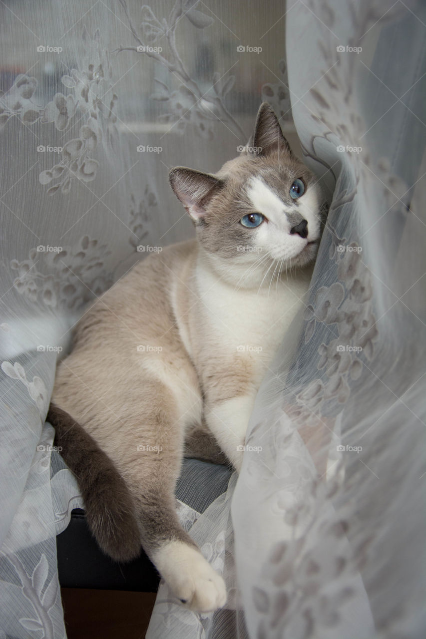 Tima. this cat loves lying in blinds