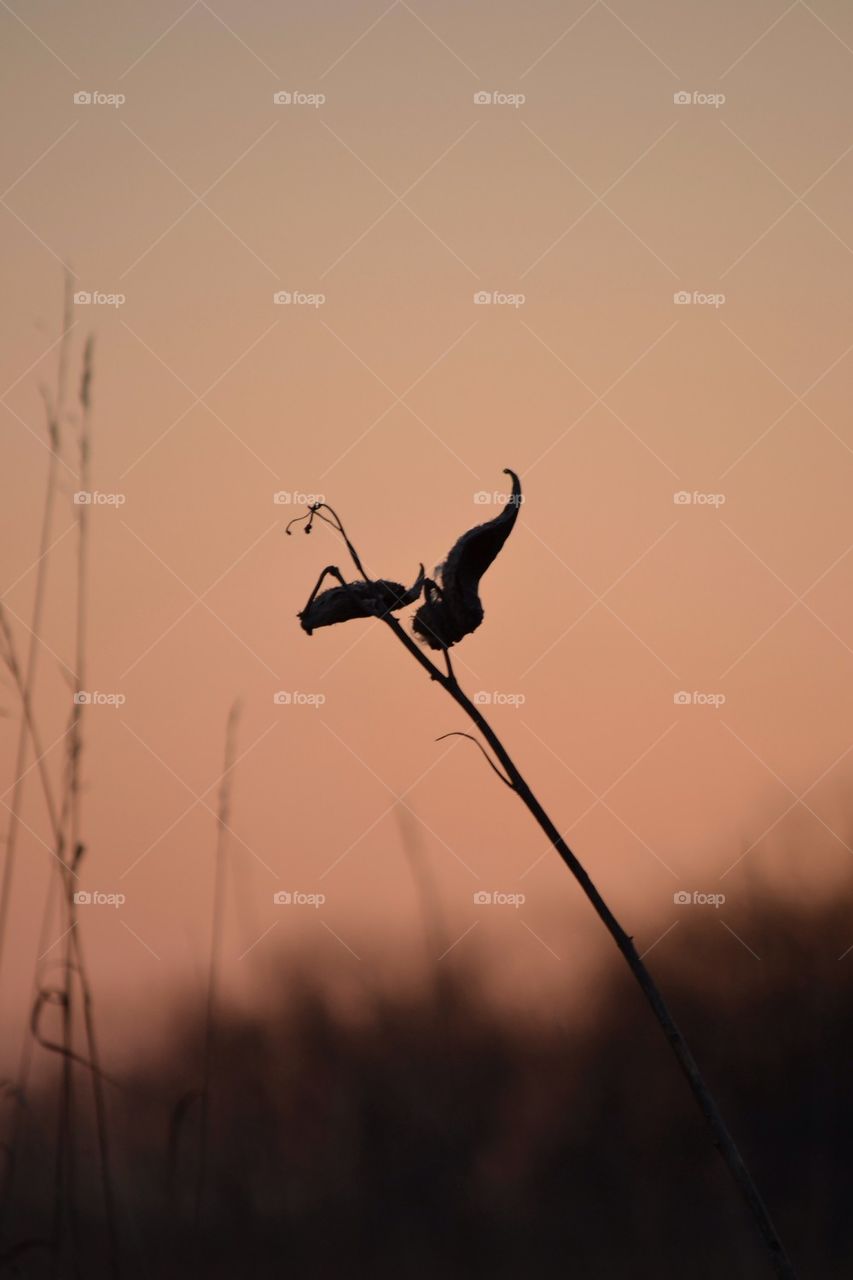 Flower silhouette in field 