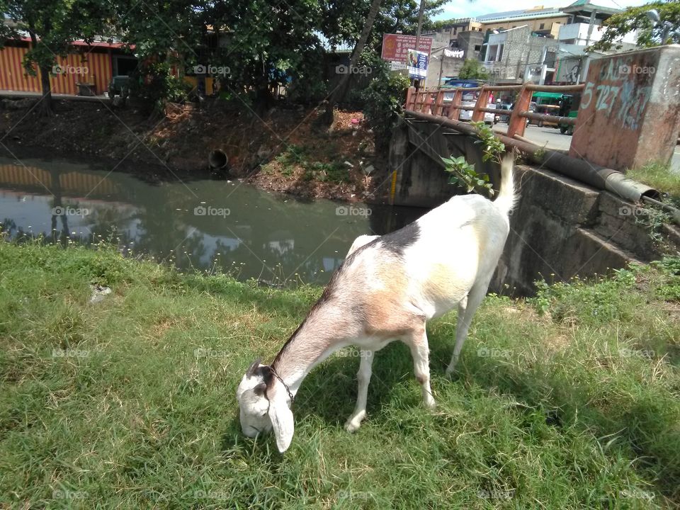 A goat eating a grass