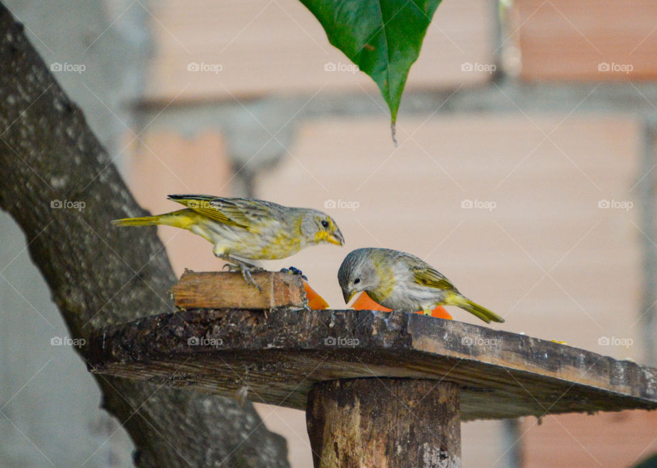 earth canary couple feeding in a feeder